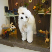 【本店】2020年11月26日のワンちゃん達♪