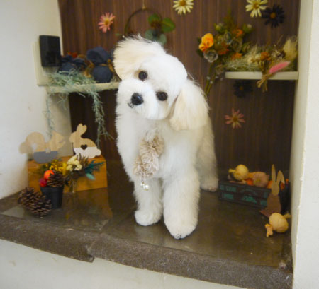 【本店】2020年11月26日のワンちゃん達♪