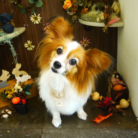 【本店】2020年11月27日のワンちゃん達♪