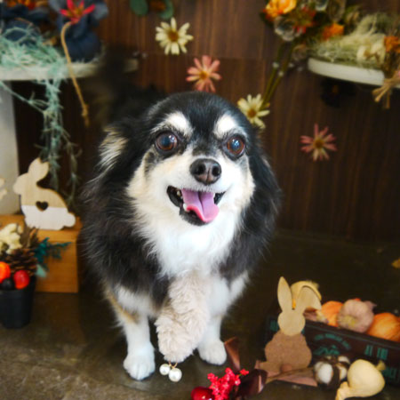 【本店】2020年11月28日のワンちゃん達♪