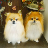 【本店】2020年11月29日のワンちゃん達♪