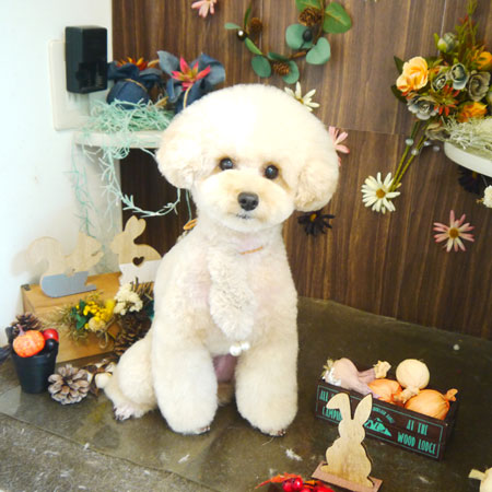 【本店】2020年11月30日のワンちゃん達♪