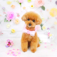 【山手店】2020年11月1日のワンちゃん達♪