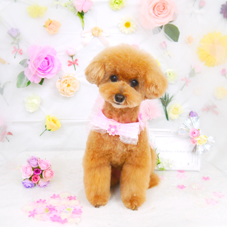 【山手店】2020年11月1日のワンちゃん達♪