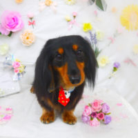 【山手店】2020年11月2日のワンちゃん達♪