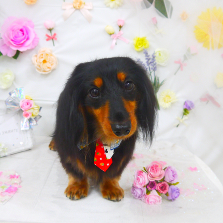 【山手店】2020年11月2日のワンちゃん達♪