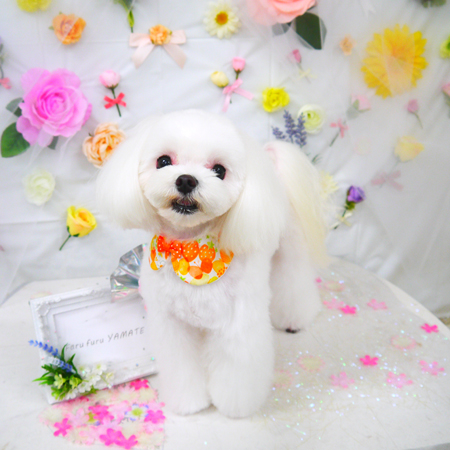 【山手店】2020年11月7日のワンちゃん達♪