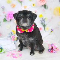 【山手店】2020年11月8日のワンちゃん達♪