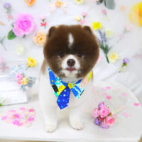 【山手店】2020年11月9日のワンちゃん達♪