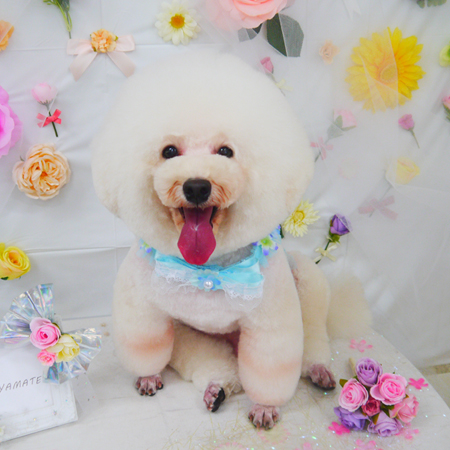 【山手店】2020年11月12日のワンちゃん達♪