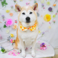 【山手店】2020年11月13日のワンちゃん達♪