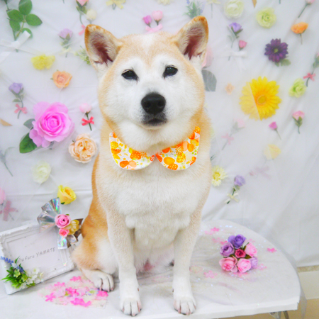 【山手店】2020年11月13日のワンちゃん達♪