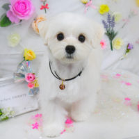 【山手店】2020年11月14日のワンちゃん達♪