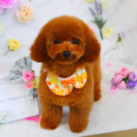 【山手店】2020年11月15日のワンちゃん達♪