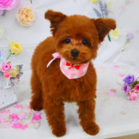 【山手店】2020年11月16日のワンちゃん達♪