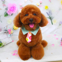 【山手店】2020年11月19日のワンちゃん達♪