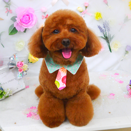 【山手店】2020年11月19日のワンちゃん達♪