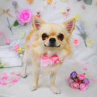 【山手店】2020年11月20日のワンちゃん達♪