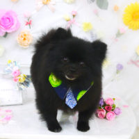 【山手店】2020年11月21日のワンちゃん達♪