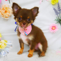 【山手店】2020年11月22日のワンちゃん達♪