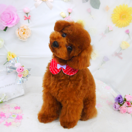 【山手店】2020年11月23日のワンちゃん達♪