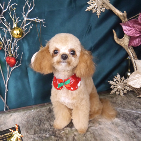 【山手店】2020年11月25日のワンちゃん達♪