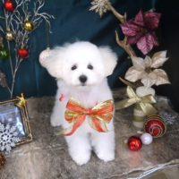 【山手店】2020年11月26日のワンちゃん達♪