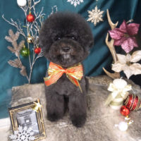 【山手店】2020年11月27日のワンちゃん達♪