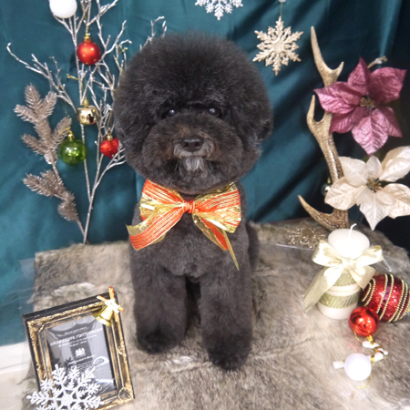 【山手店】2020年11月27日のワンちゃん達♪