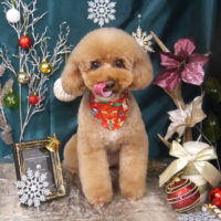 【山手店】2020年11月28日のワンちゃん達♪