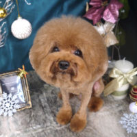 【山手店】2020年11月29日のワンちゃん達♪