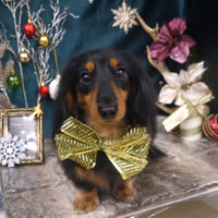 【山手店】2020年11月30日のワンちゃん達♪