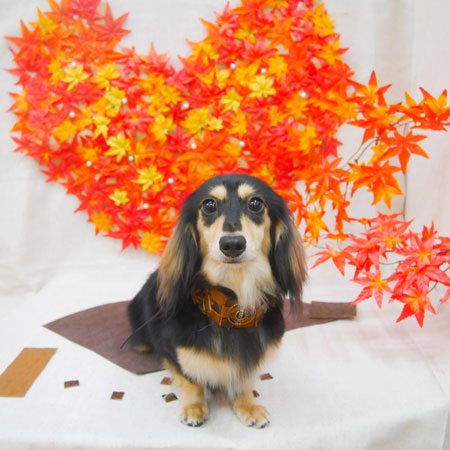 【池下店】2020年11月02日のワンちゃん達♪