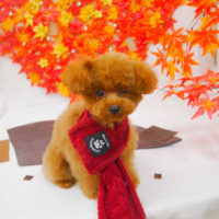 【池下店】2020年11月5日のワンちゃん達♪