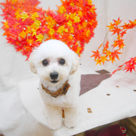 【池下店】2020年11月6日のワンちゃん達♪