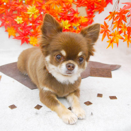 【池下店】2020年11月7日のワンちゃん達♪