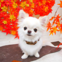 【池下店】2020年11月9日のワンちゃん達♪