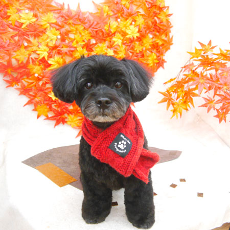 【池下店】2020年11月12日のワンちゃん達♪