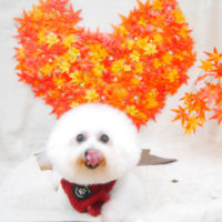 【池下店】2020年11月13日のワンちゃん達♪