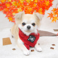 【池下店】2020年11月14日のワンちゃん達♪