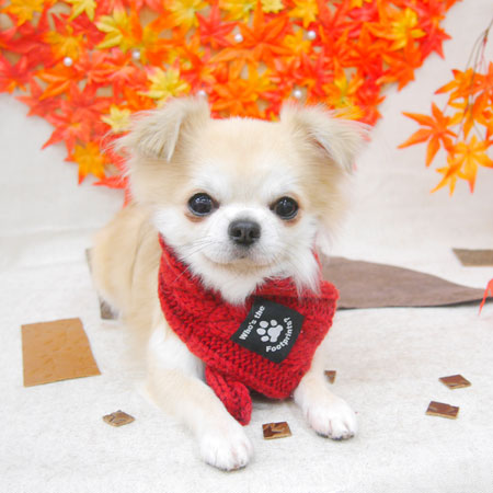 【池下店】2020年11月14日のワンちゃん達♪