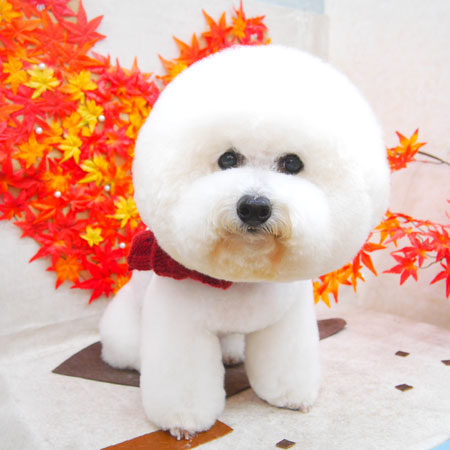 【池下店】2020年11月16日のワンちゃん達♪