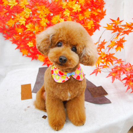 【池下店】2020年11月19日のワンちゃん達♪