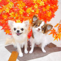 【池下店】2020年11月20日のワンちゃん達♪