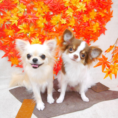 【池下店】2020年11月20日のワンちゃん達♪