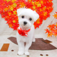 【池下店】2020年11月21日のワンちゃん達♪