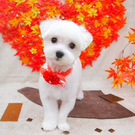 【池下店】2020年11月21日のワンちゃん達♪