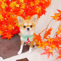 【池下店】2020年11月23日のワンちゃん達♪