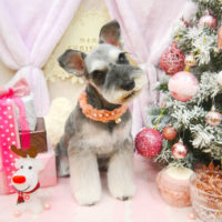 【池下店】2020年11月25日のワンちゃん達♪