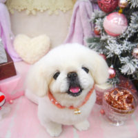 【池下店】2020年11月26日のワンちゃん達♪